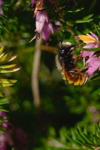 Close-up of bee pollinating on flower