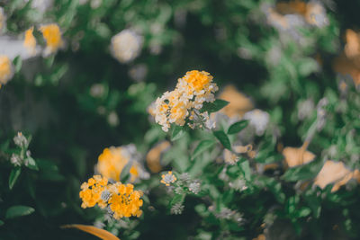 Close-up of yellow flowering plant