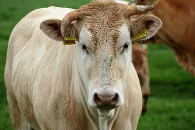 Close-up of cow on field