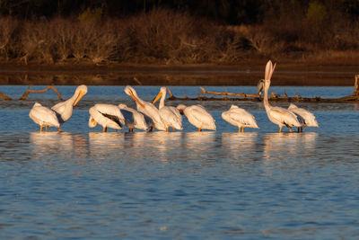 A flock of white pelicans gathered in the shallow water near the shore of a lake.