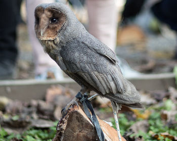 Close-up of bird perching on wood