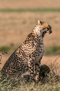 Cheetah walking on the grassland savannah in maasai mara national game reserve park narok county  