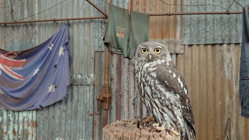 Bird perching on wooden post