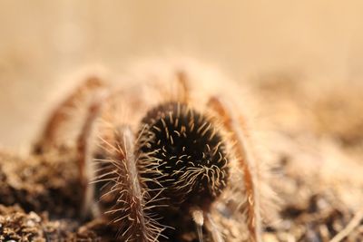 Close up of grass