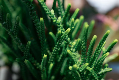 Close-up of fresh green plant