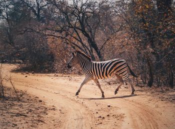 Zebra on field in forest