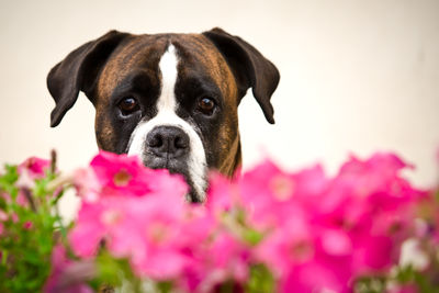 Close-up portrait of dog