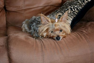 Dog resting on sofa at home