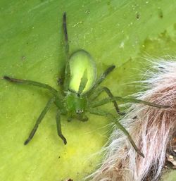 Close-up of spider on leaf