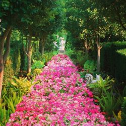 Pink flowers in park