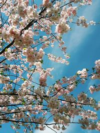 Low angle view of apple blossoms in spring