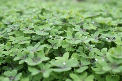 Close-up of green leaves