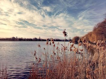 Birds by trees against sky during sunset