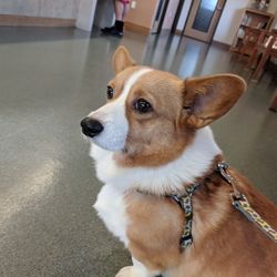 High angle portrait of dog sitting