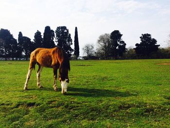 Horse standing on field against sky