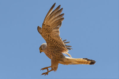 Low angle view of bird flying against clear blue sky