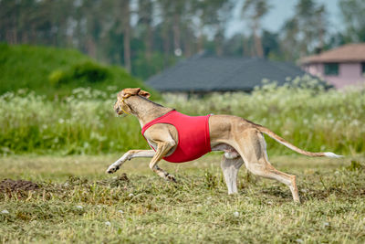 Saluki dog in red shirt running and chasing lure in the field on coursing competition