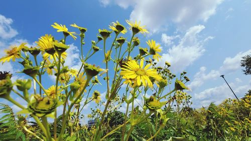 Low angle view of yellow flowering plants on field against sky