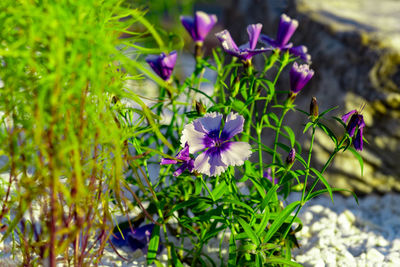 Close-up of purple flowering plant on field