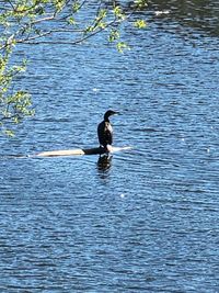 Ducks swimming in lake