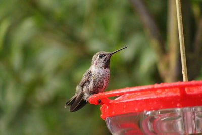 Close-up of hummingbird perching on feeder