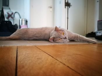 Close-up of cat relaxing at home