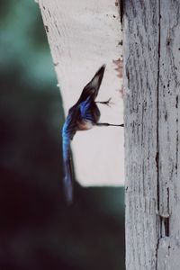 Bird perching on wood