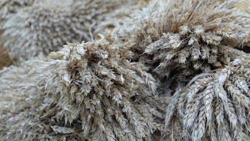 Full frame shot of an animal