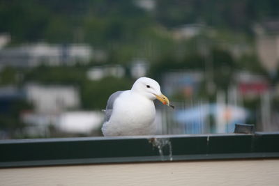 Close-up of seagull perching on retaining wall