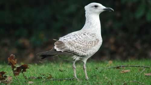 Close-up of bird perching on a field