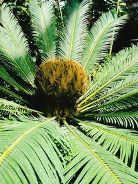 Close-up of palm leaves