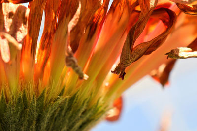 Macro of gerbera petals drying on a flower head.