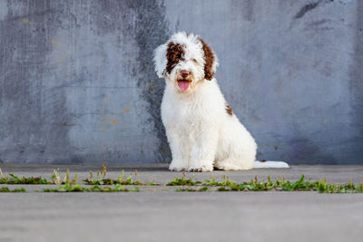 Portrait of a dog looking away against wall