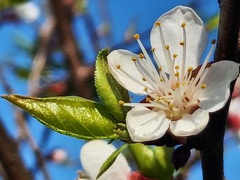 Close-up of white flowering plant