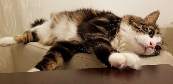 Close-up of cat resting at home