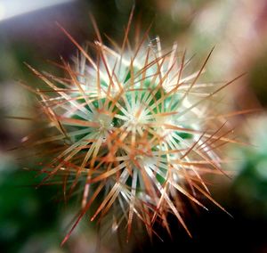Close-up of dandelion