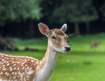 Close-up of female fallow deer on field