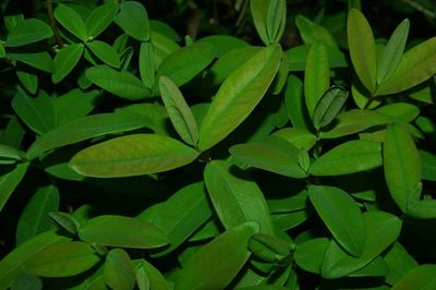 Full frame shot of leaves