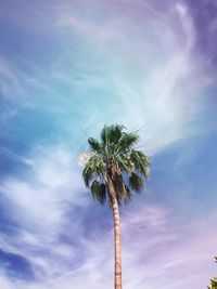 Low angle view of palm tree against blue sky