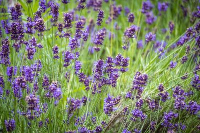 Close-up of purple flowering plants on field