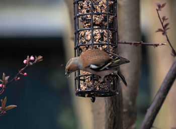 Close-up of bird perching on feeder