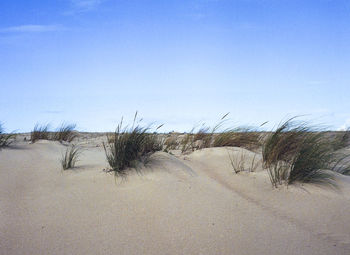 Scenic view of beach against clear sky