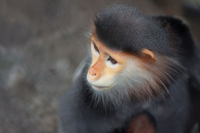 Close-up of a monkey