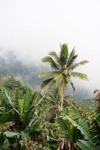 Palm tree against sky