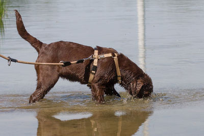 Giraffe standing by lake