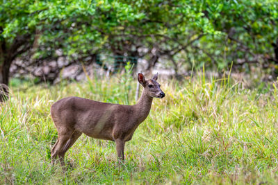 Deer on grassy field