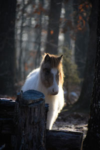 View of an animal on tree trunk