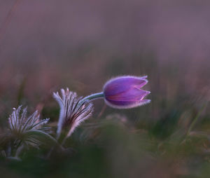 Close-up of purple flowering plant