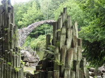 View of plants in the forest
