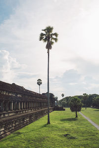 Palm trees on field against sky